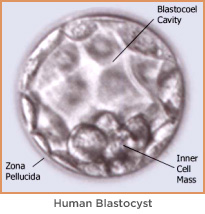 Blastocyst stage embryo | RSC New Jersey